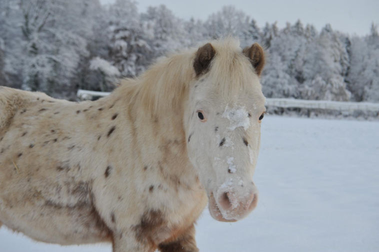 Pony